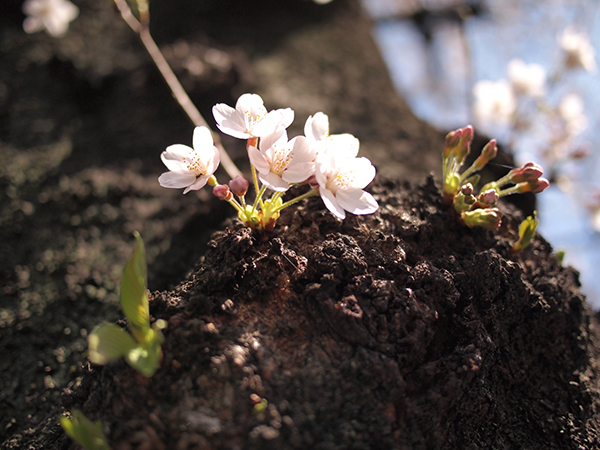 桜