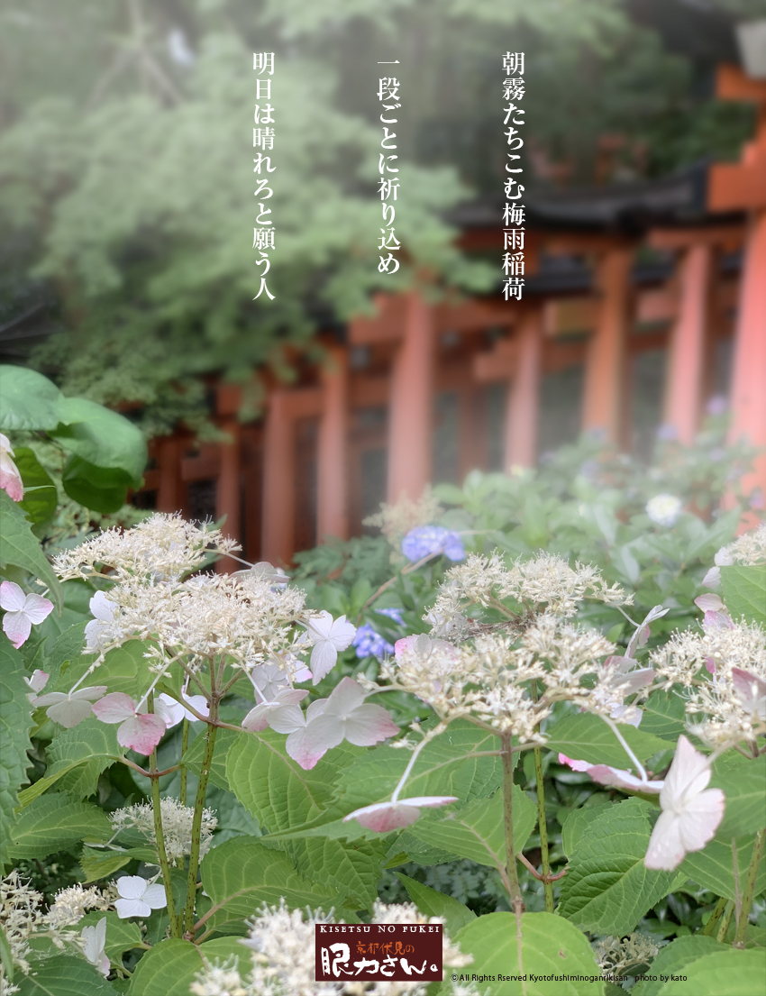 紫陽花と鳥居