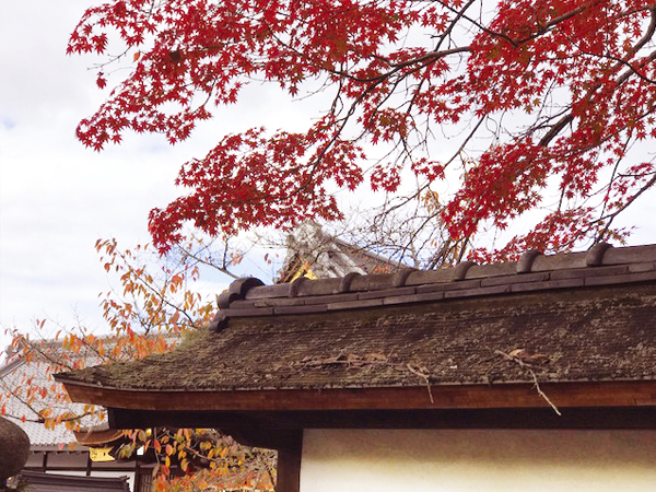 紅葉した本殿敷地内