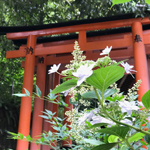 あじさいと鳥居