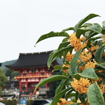 雨の中の大社