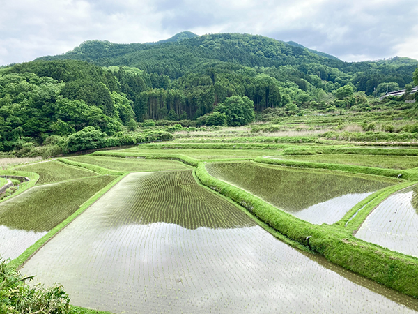 水を張った田んぼ