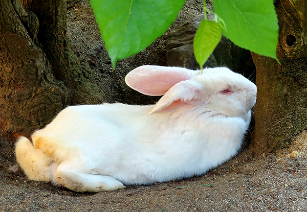 うさぎ