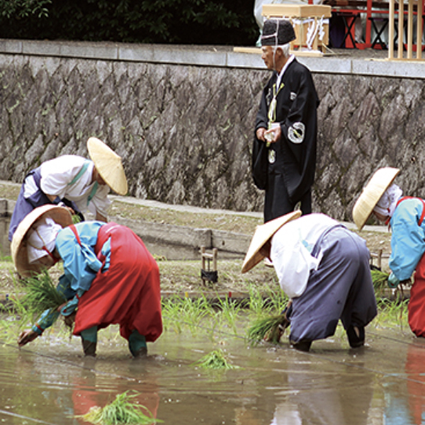 京都の神楽女