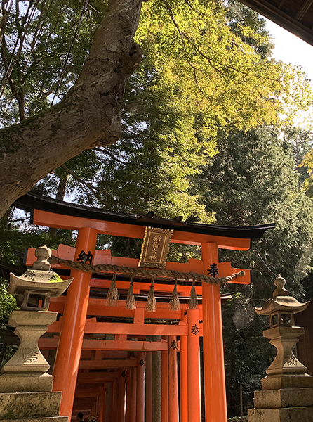 秋の紅葉が始まり始めた参道の大木