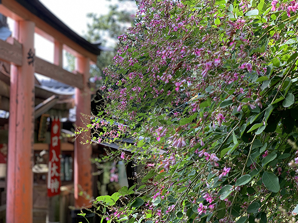 萩の花と鳥居