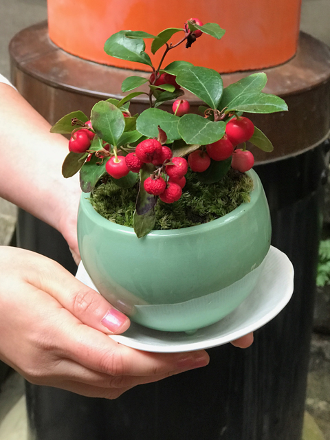 服部さんが作ったチェッカーベリーの鉢植え