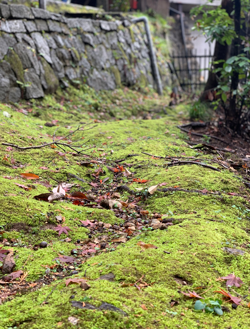 苔むした参道