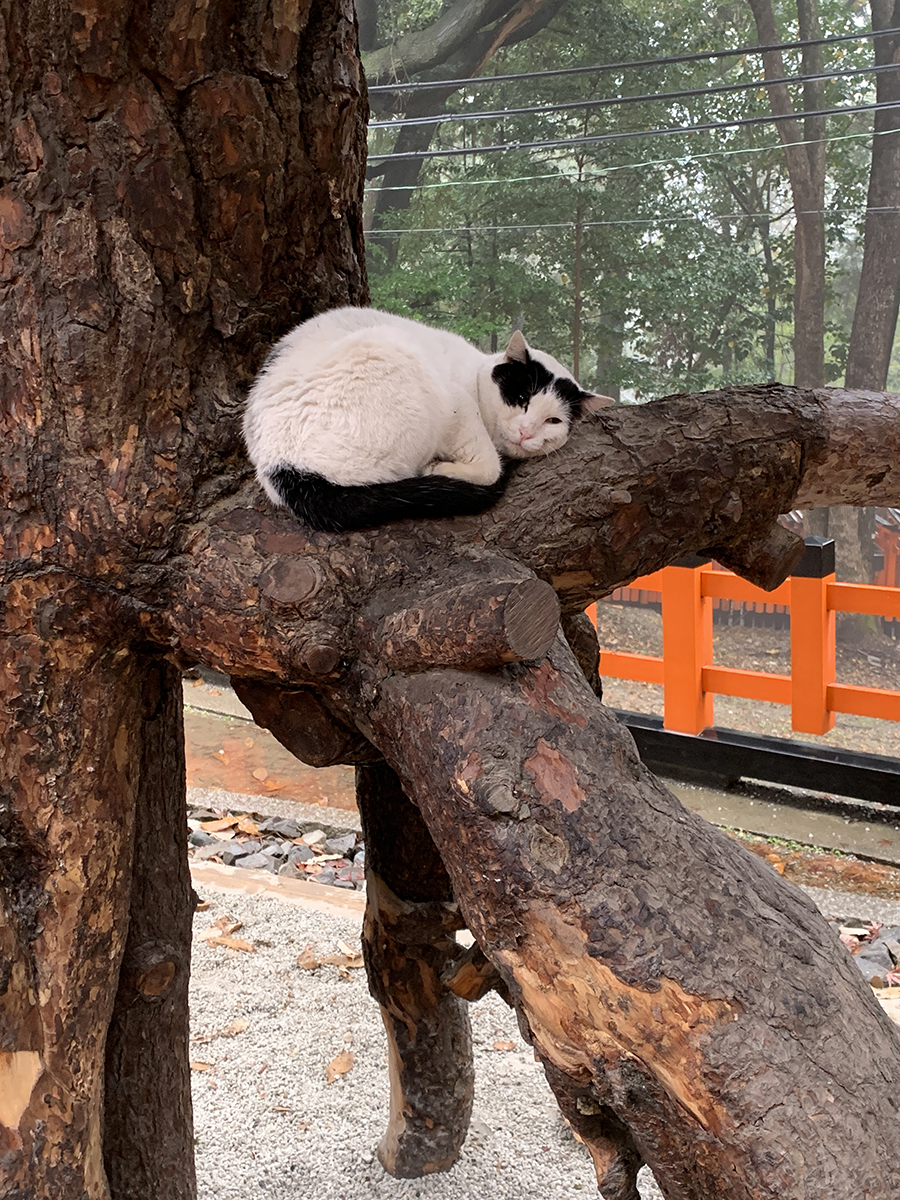 根上さんの猫