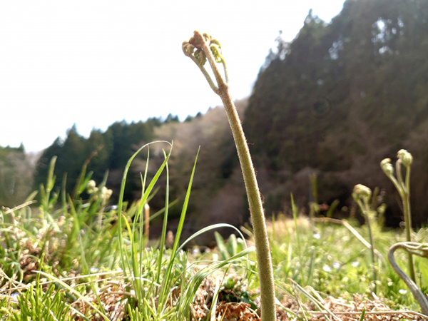 大地に芽吹くわらび