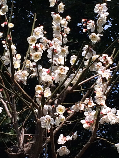 梅の花