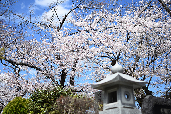 桜咲く墓地