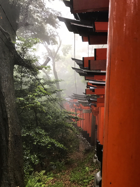 霧が立ち込める森の中の朱塗りの鳥居