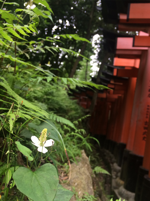 参道脇にひっそりと咲くドクダミの花