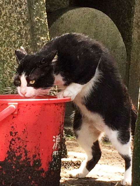 防火水を飲む猫