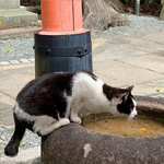 手水の水を飲む猫